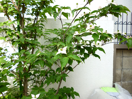 2012-5-24-3 2012-5-24-3