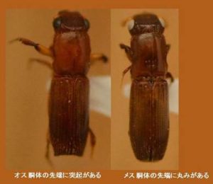 kasinaga[1]